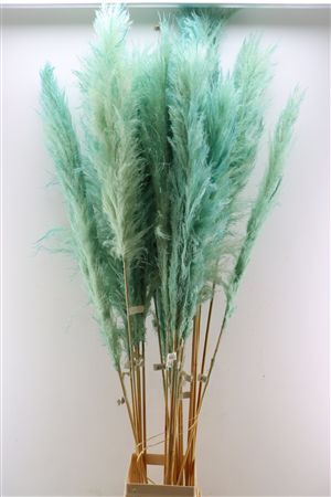 Dried Cortaderia Dadang Light Blue 180cm P Stem