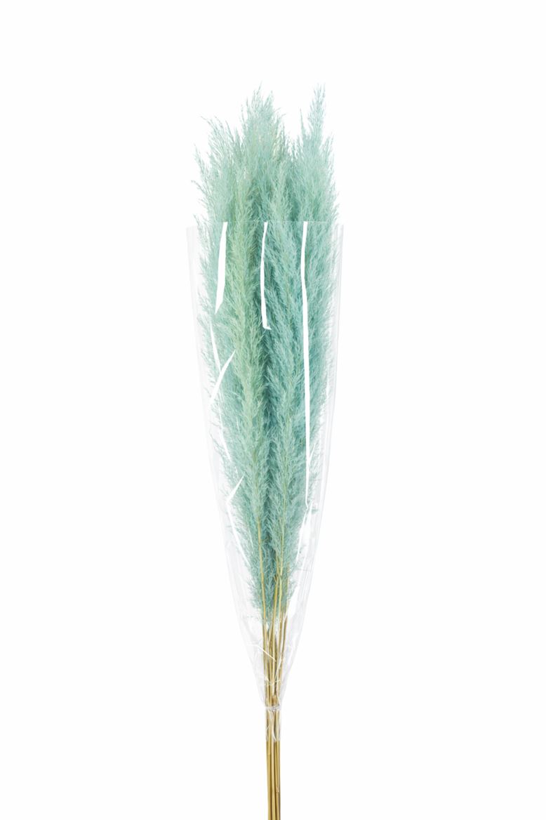 Dried Cortaderia Dadang Light Blue 180cm P Stem