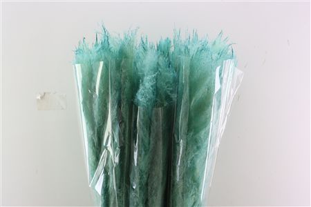 Dried Cortaderia Dadang Light Blue 110cm P Stem