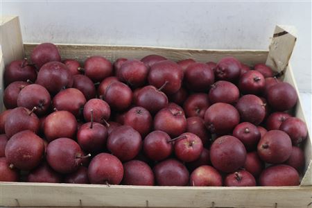Sier Appels Dark Red 5kg P Wdn Box