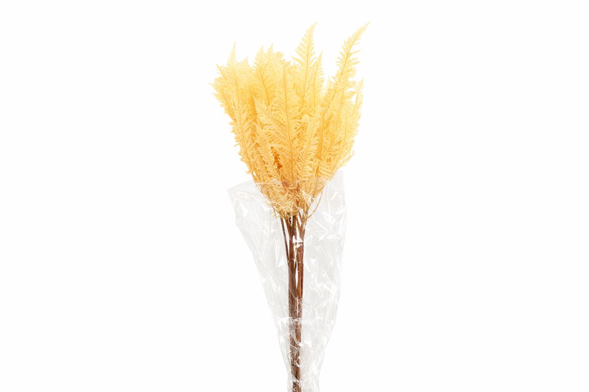 Pres Umbrella Fern Bleached Bunch