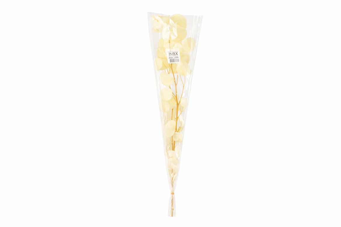 Pres Euca Populus Bleached Bunch