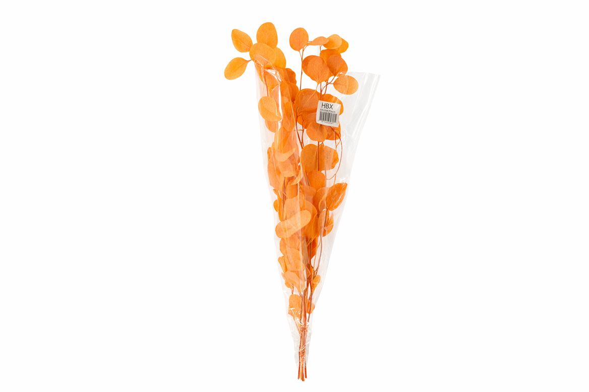 Pres Euca Populus Orange Bunch