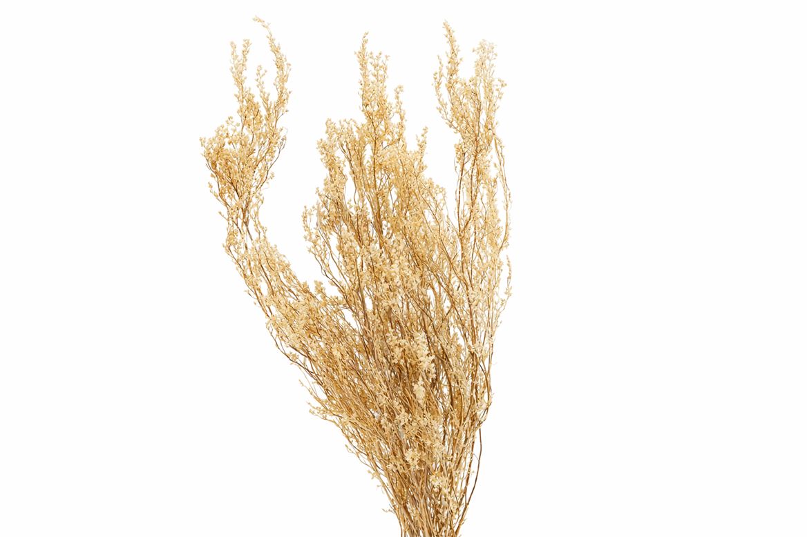 Pres Erica Bleached Bunch