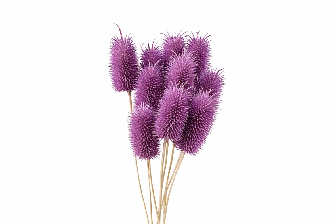 Pres Cardo Mini Purple 12pcs Bunch