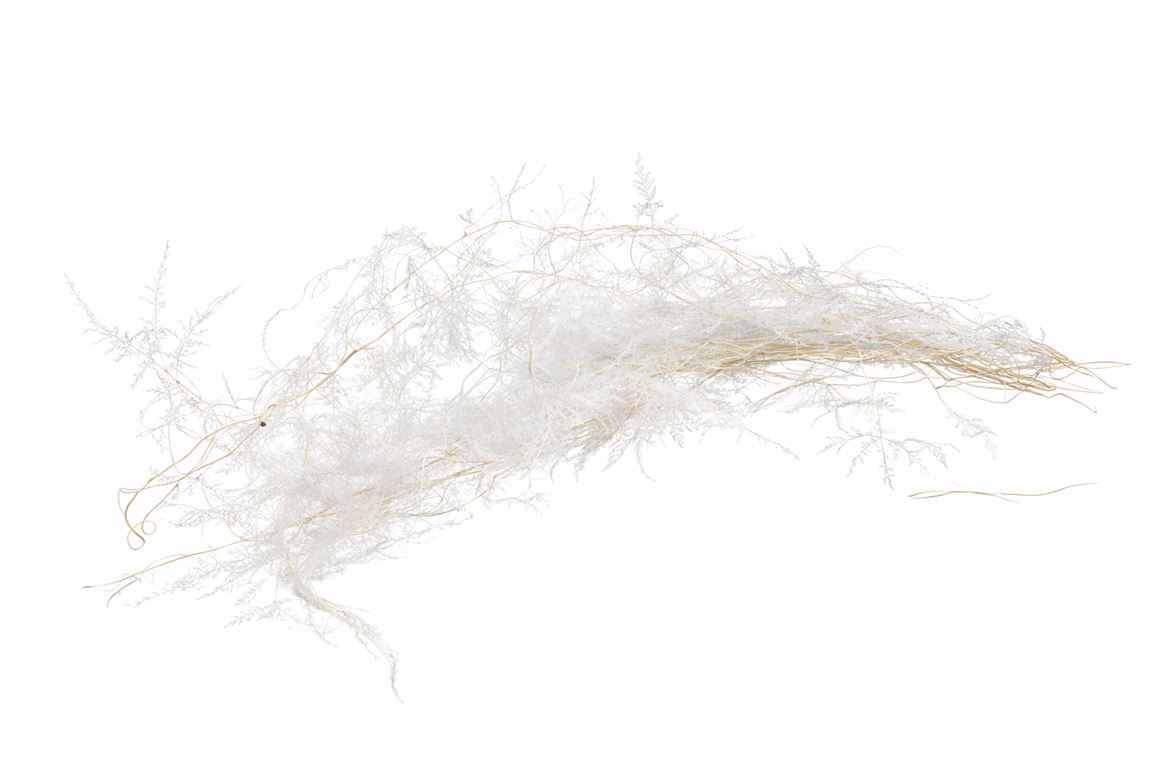 Pres Asparagus Bleached Bunch