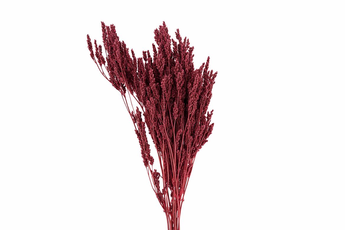 Dried Umbr. Sedge Sm. Leaf Pink Bunch