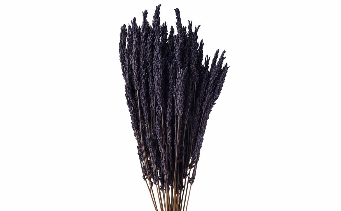 Dried Umbr. Sedge Sm. Leaf Purple Bunch