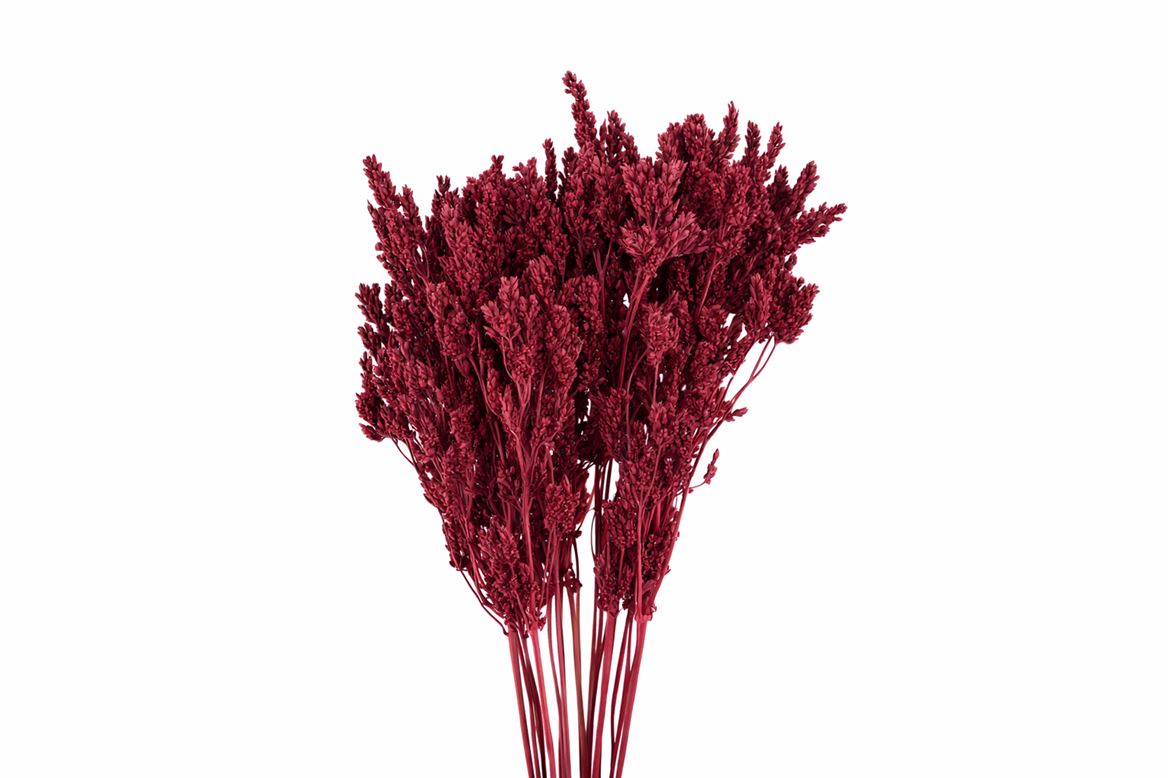Dried Umbr. Sedge Sm. Leaf Red Bunch