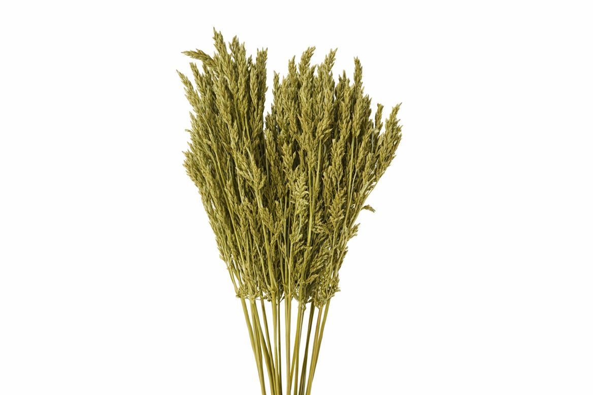 Dried Umbr. Sedge Sm. Leaf Yellow Bunch
