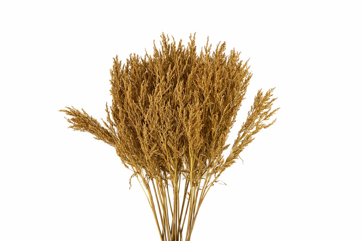 Dried Umbr. Plant Yellow Bunch
