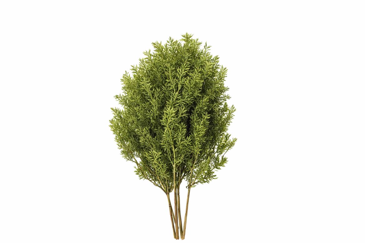 Dried Umbr. Sedge Big Leaf Green Bunch