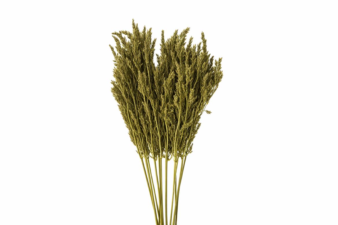 Dried Umbr. Sedge Sm. Leaf Green Bunch