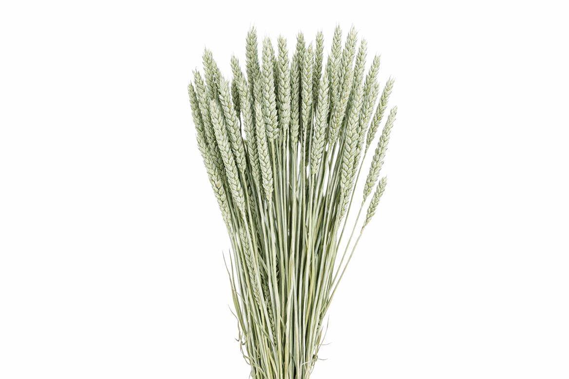 Dried Triticum Frosted Light Blue Bunch