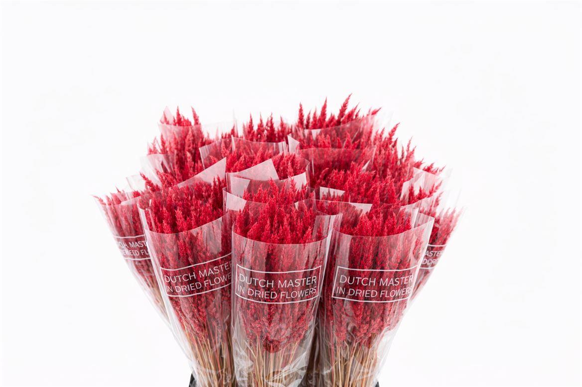 Dried Soft Silk Worms Red Bunch
