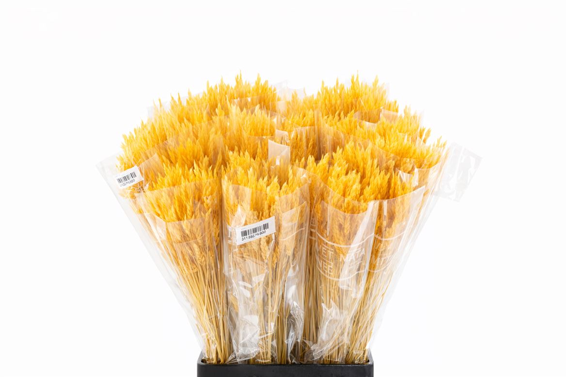 Dried Silk Worms Extra Orange Bunch