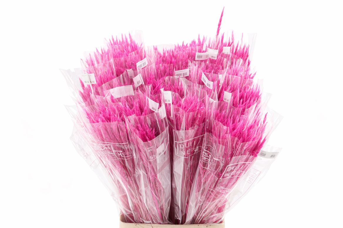 Dried Silk Worms Extra Pink Bunch