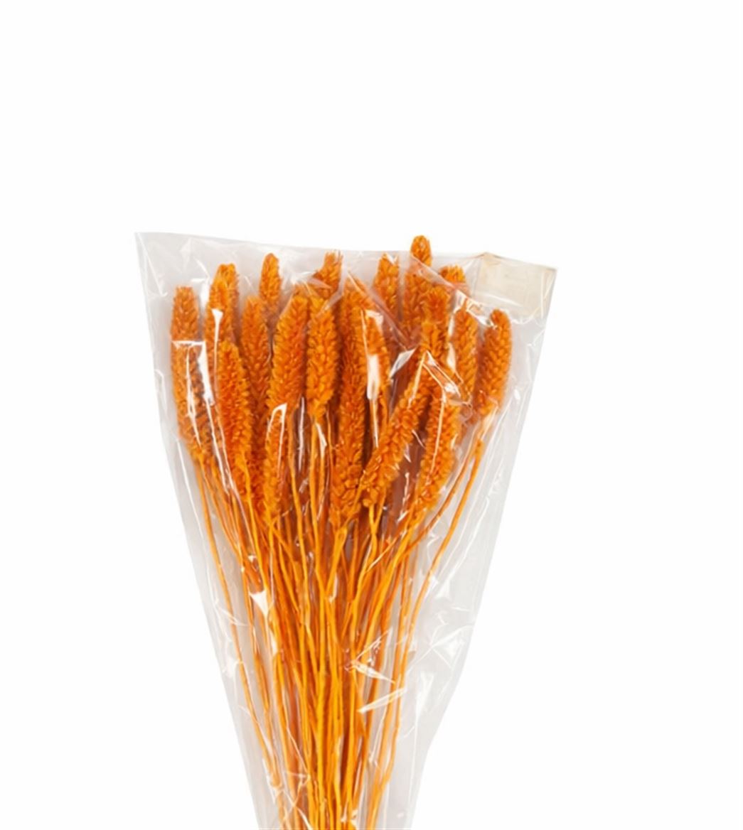 Dried Setaria Italica Caramel Bunch
