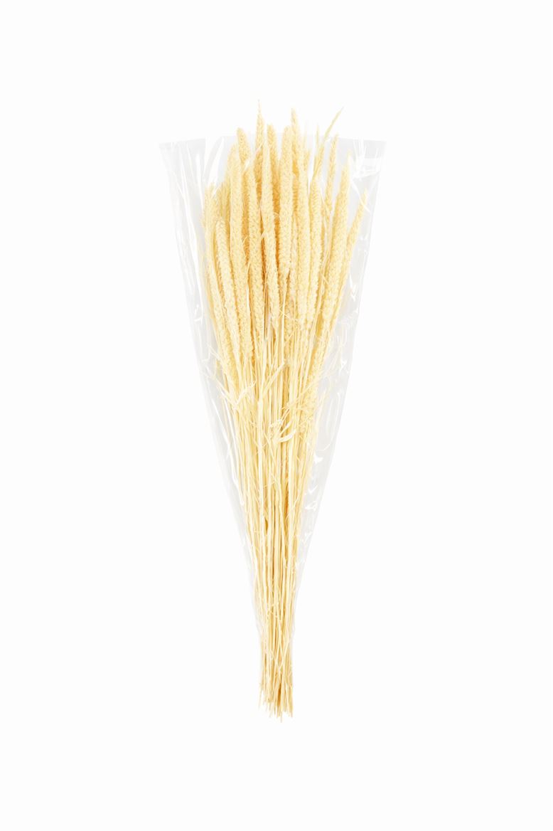Dried Setaria Italica Bleached Bunch