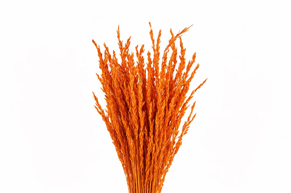 Dried Rice Oryza Orange Bunch