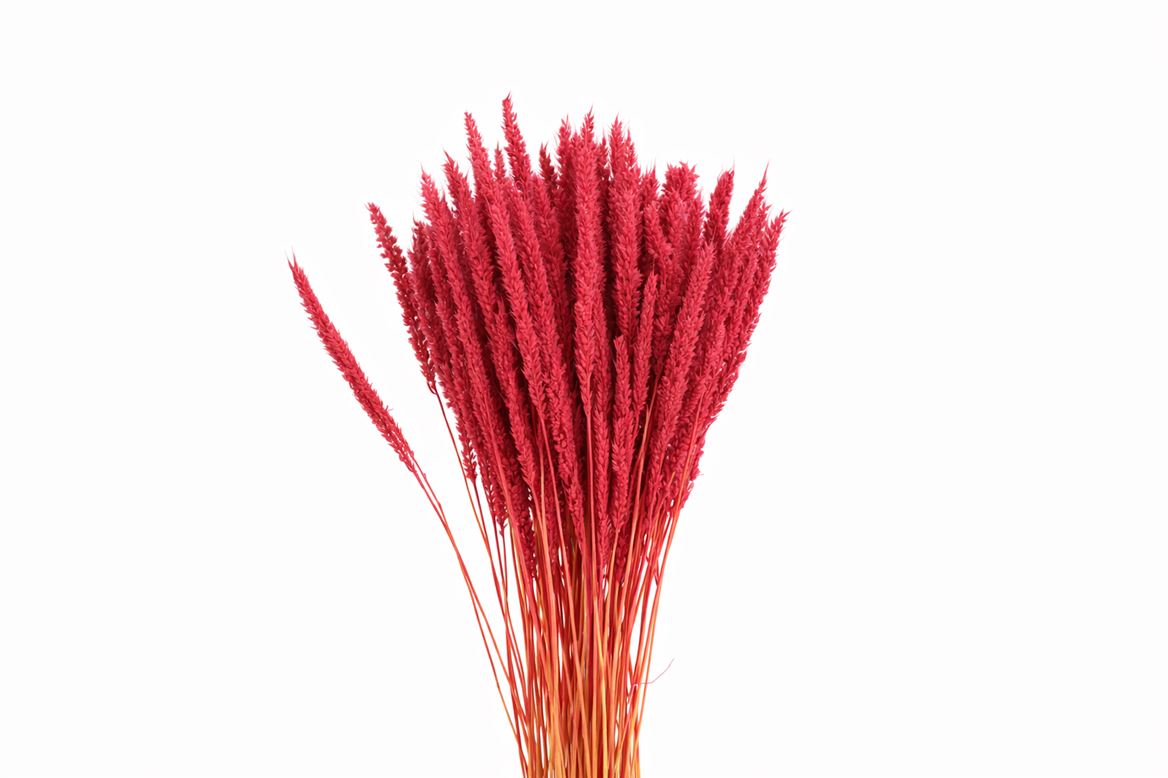 Dried Pinion Grass Pink Bunch