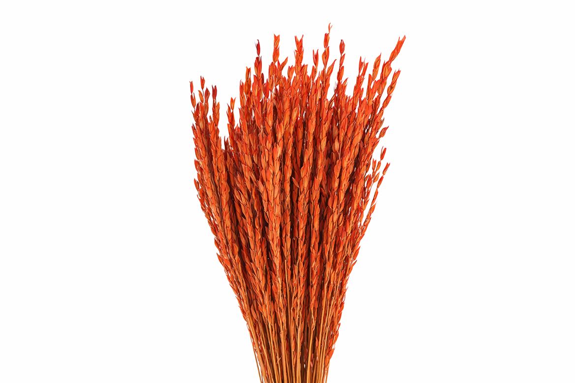 Dried Rice Oryza Red Bunch