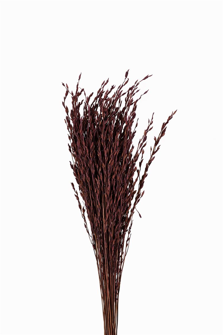Dried Rice Oryza Purple Bunch