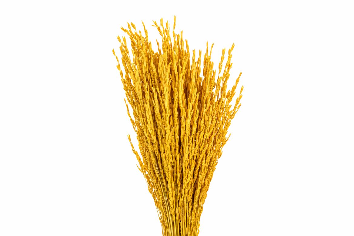 Dried Rice Oryza Yellow Bunch