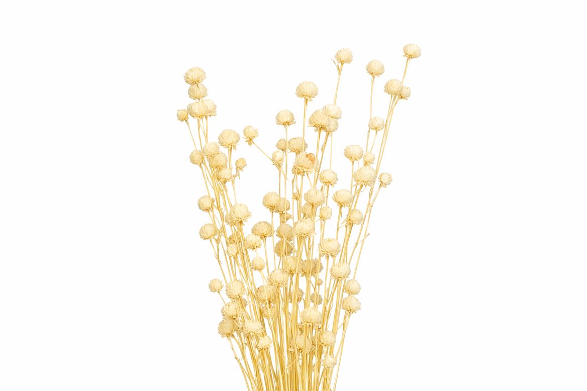 Dried Papermulberry Bleached Extra Bunch