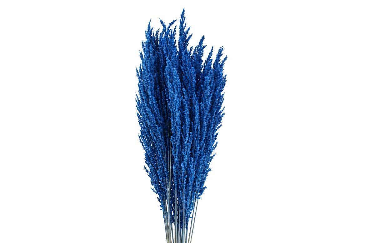 Dried Pampas Gras D. Blue (8 Stems) Bunch