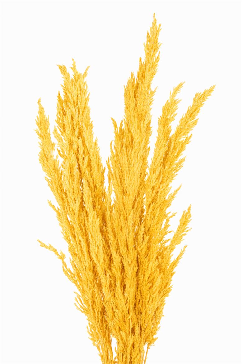 Dried Pampas Gras Yellow (8 Stems) Bunch