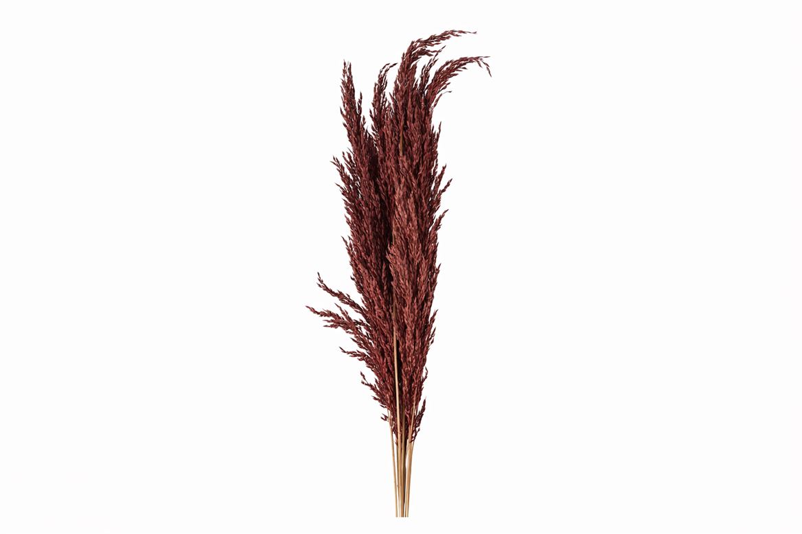 Dried Pampas Gras Brown (8 Stems) Bunch