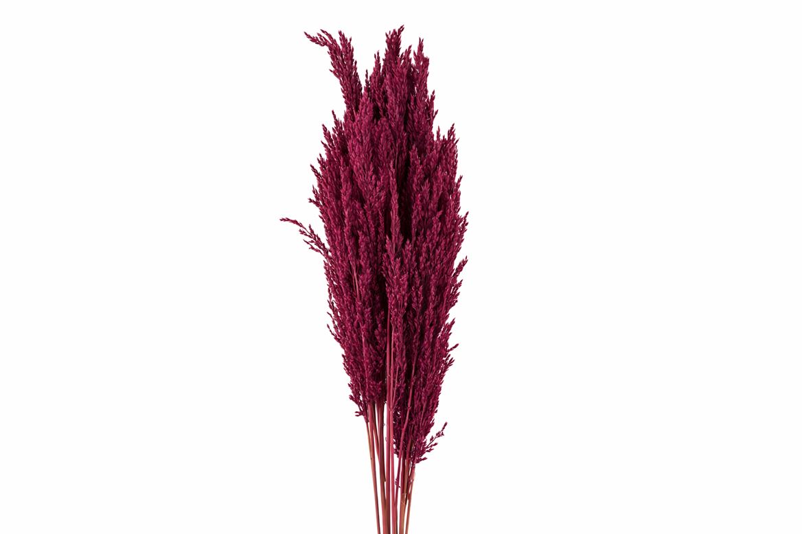 Dried Pampas Gras Red (8 Stems) Bunch