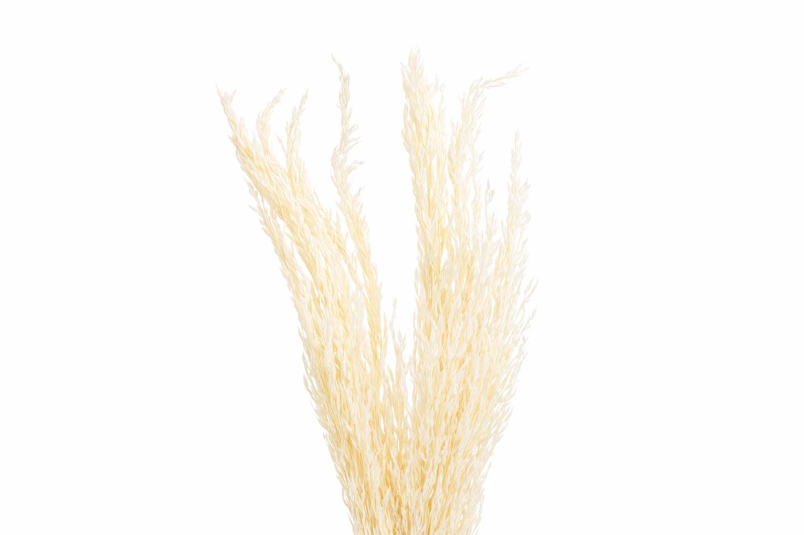 Dried Pampas Gras Bleached P Stem