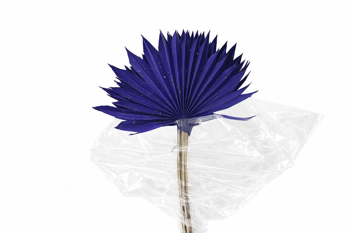 Dried Palm Sun 6pc Dark Blue Bunch
