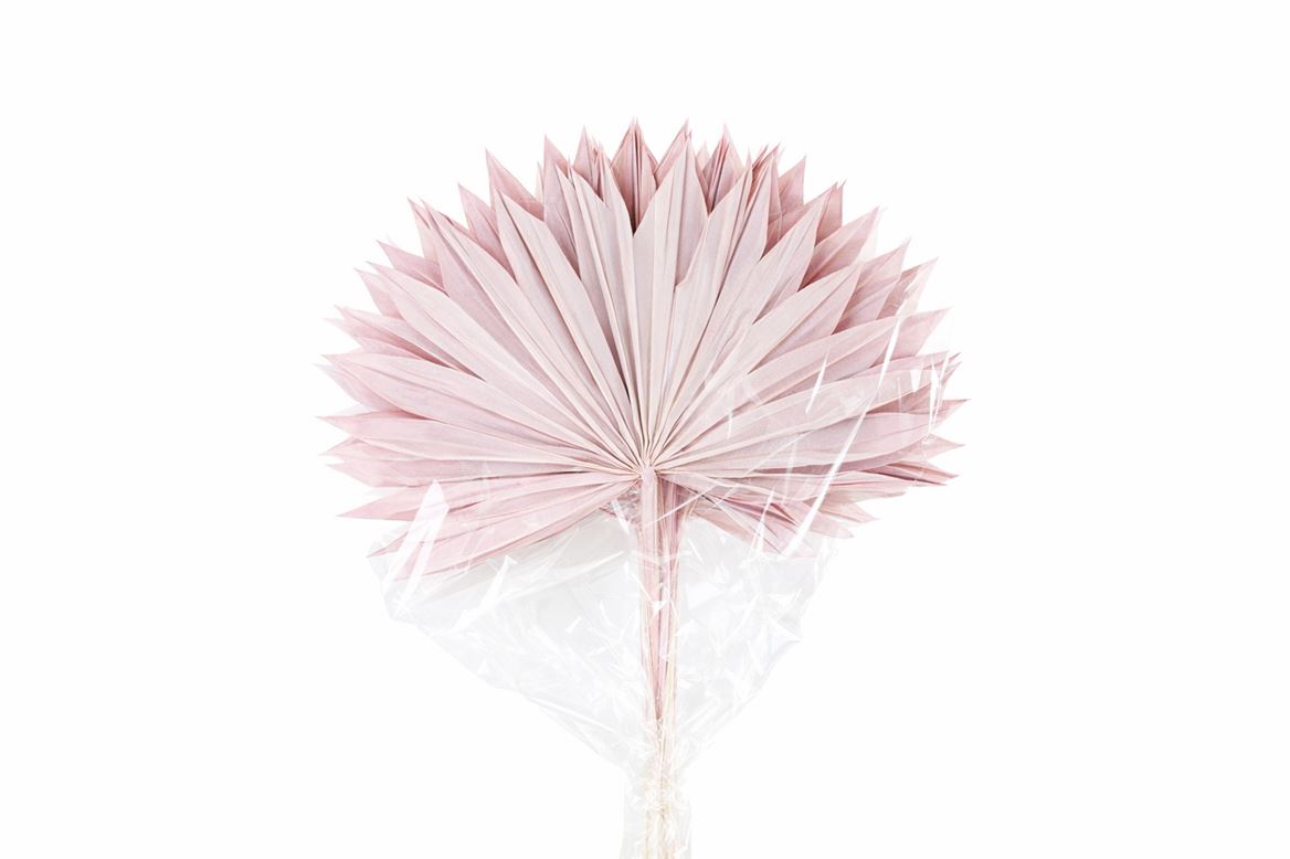 Dried Palm Sun 6pc Light Pink Bunch