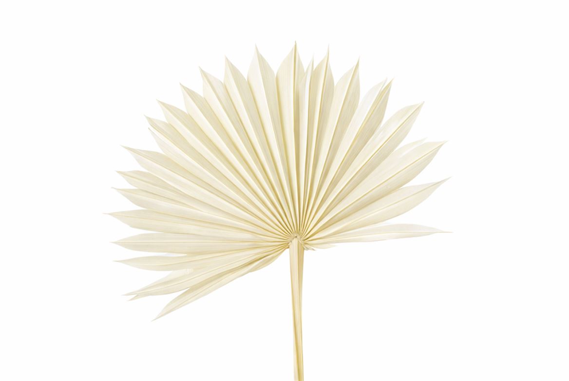 Dried Palm Sun 6pc Bleached Bunch