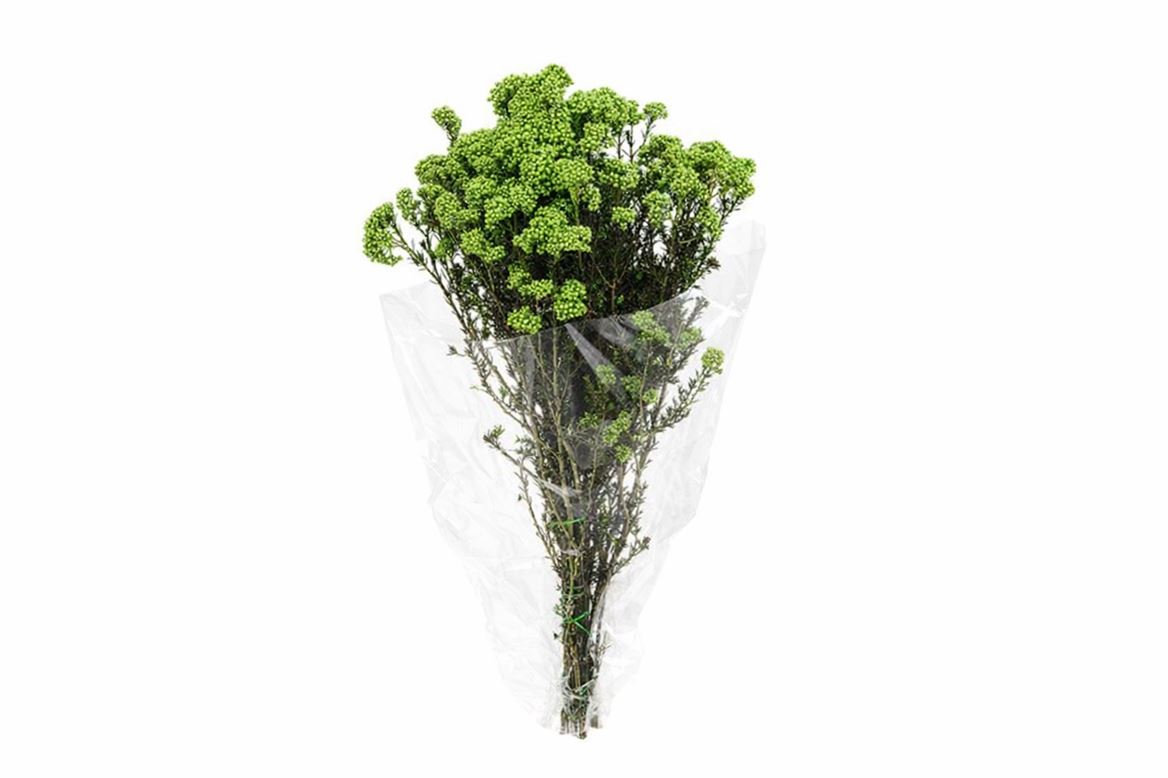 Dried Ozothamnus L Green Bunch Slv