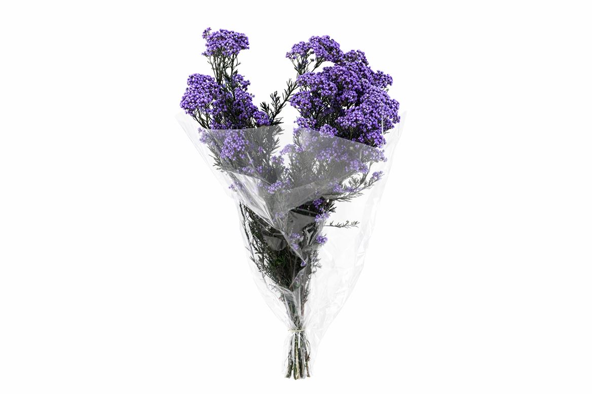 Dried Ozothamnus Lavender Bunch Slv