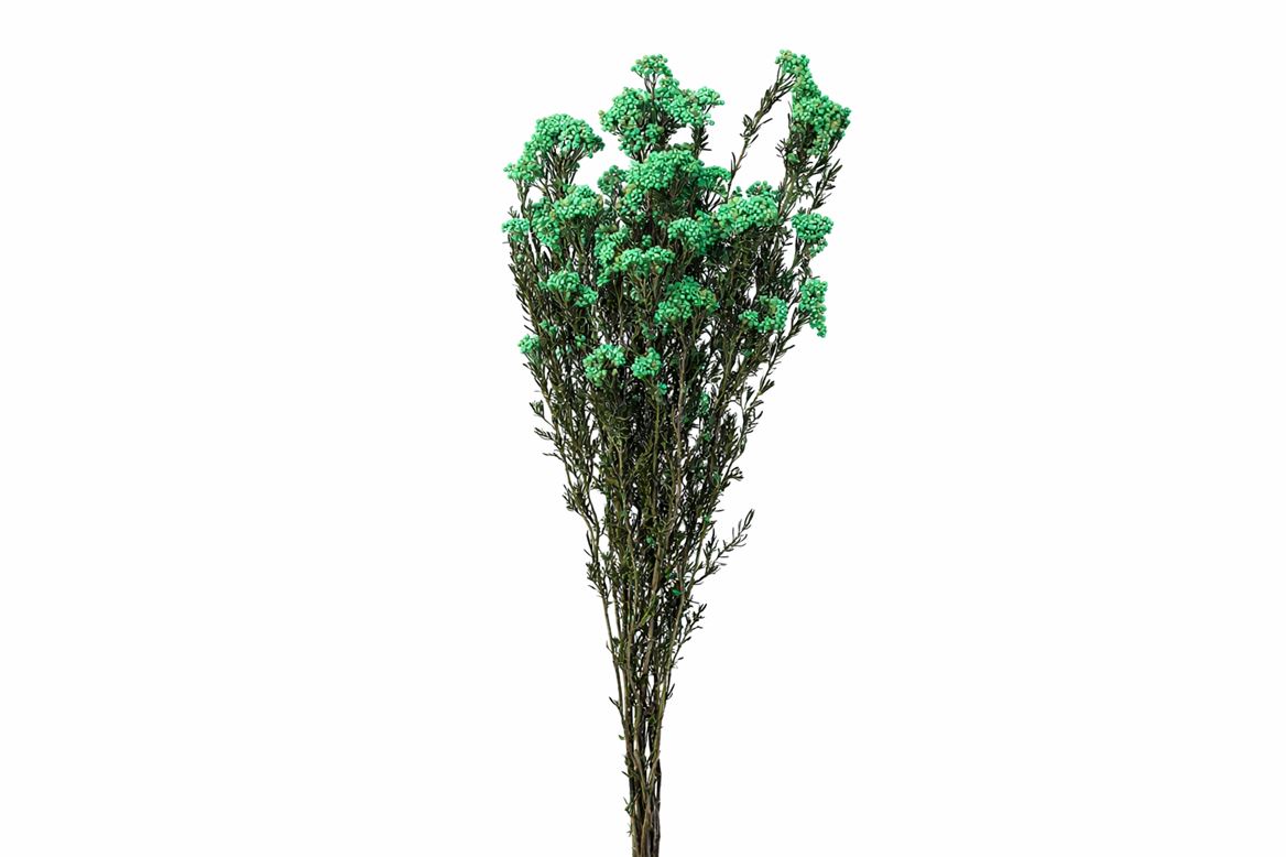 Dried Ozothamnus Mint Green Bunch Slv