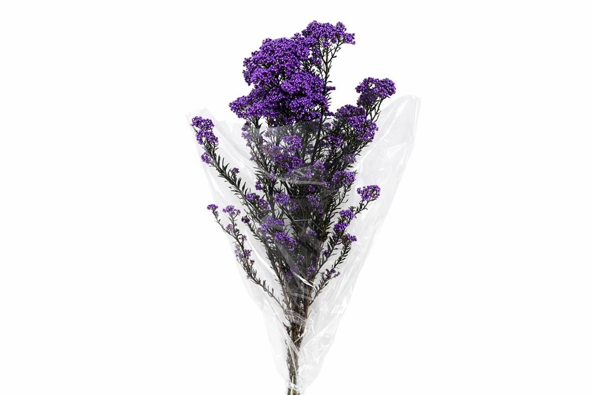 Dried Ozothamnus Lilac Bunch Slv