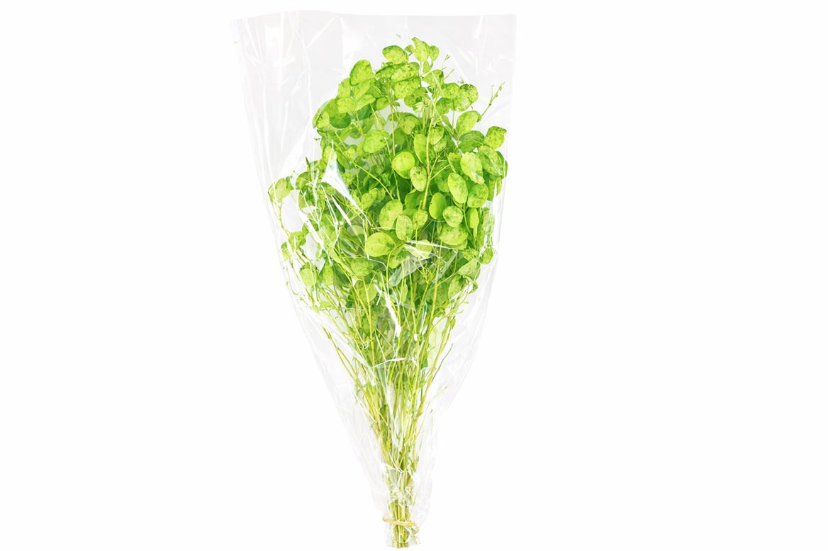 Dried Lunaria L Green Bunch Poly