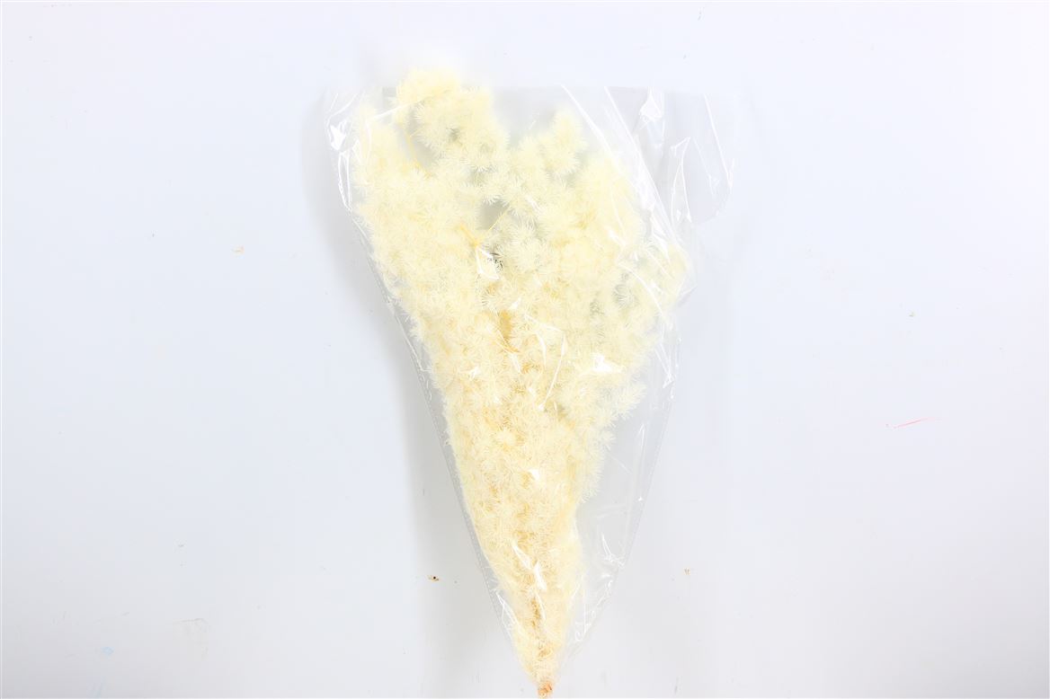 Dried Ming Fern Bleached Bunch