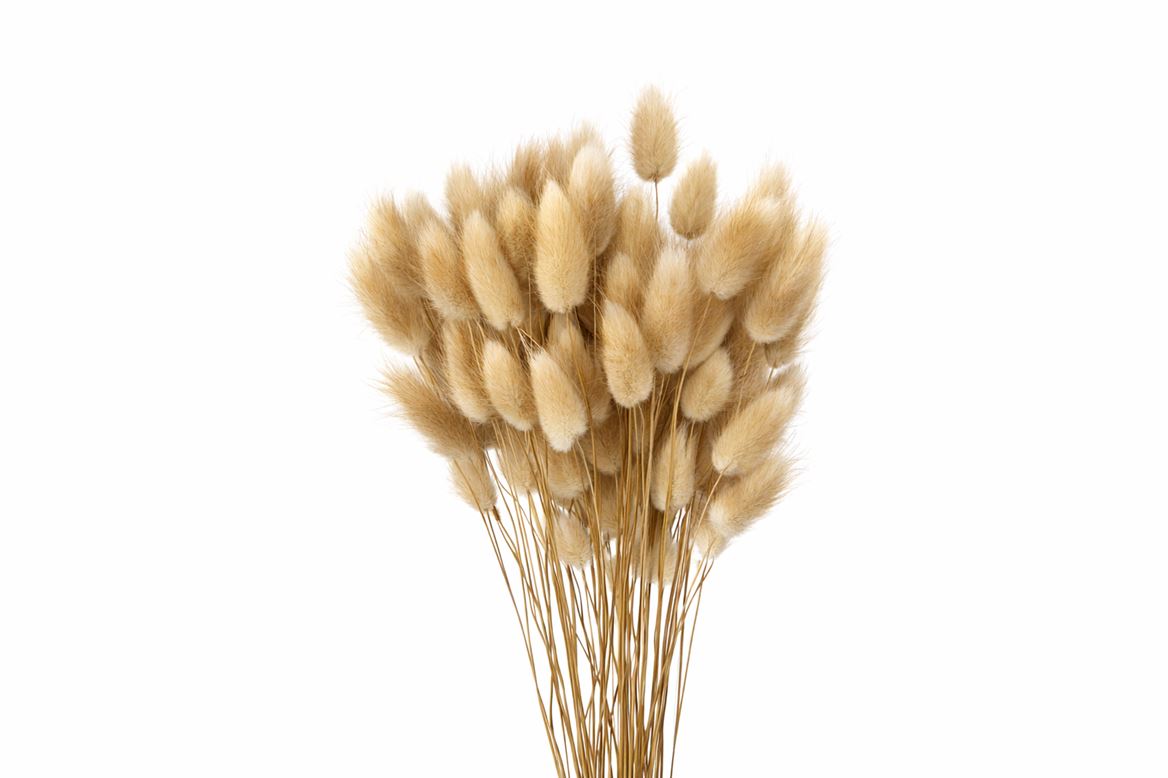 Dried Lagurus Natural Bunch 50gr