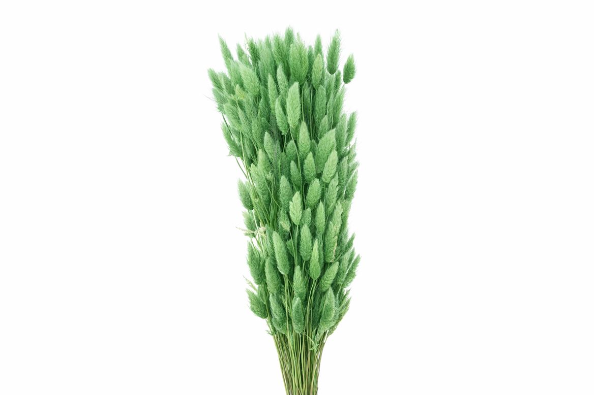 Dried Lagurus X5 Bl Light Green Bunch