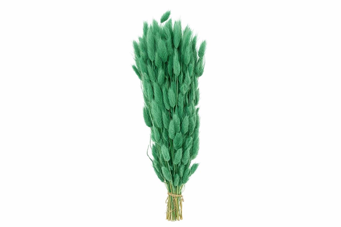 Dried Lagurus X5 Bl Mint Green Bunch