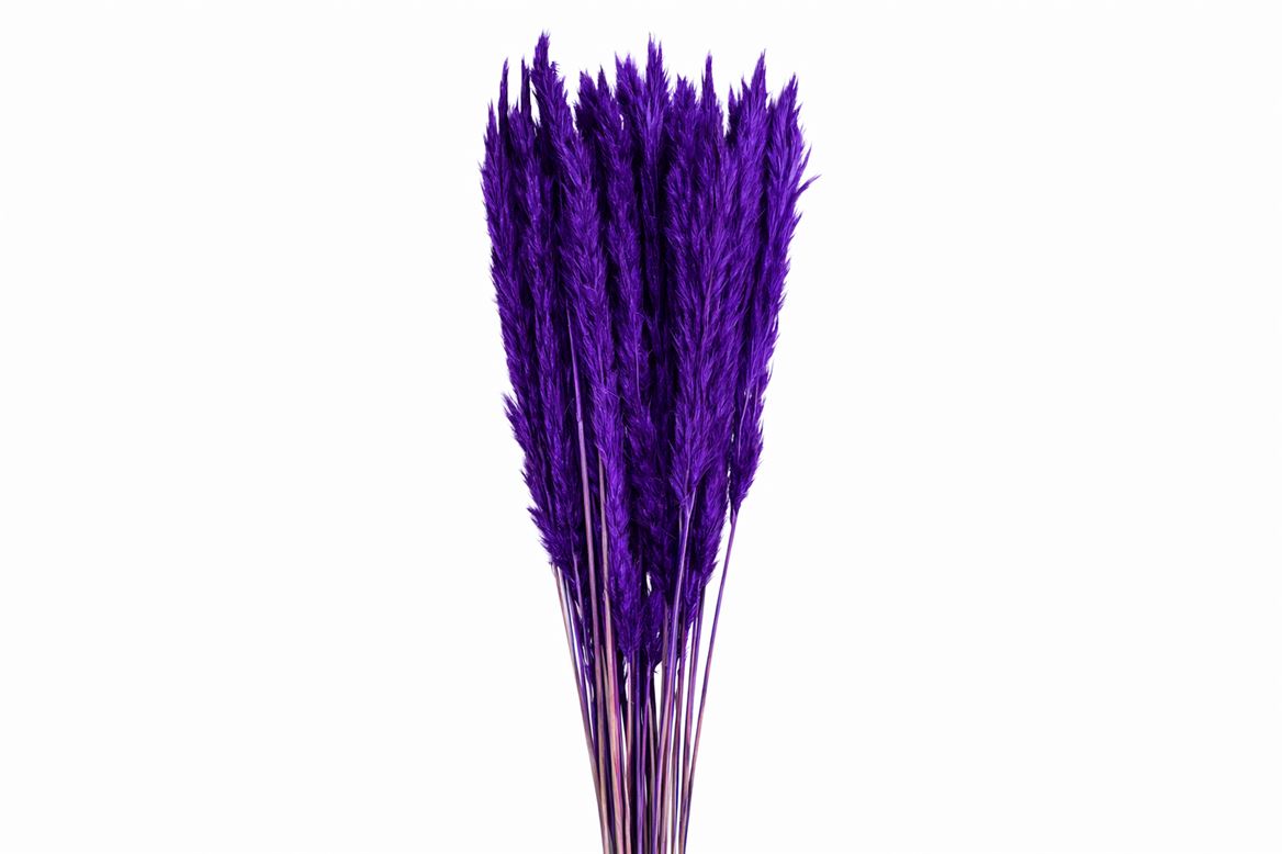 Dried Fluffy Pampas Purple Bunch