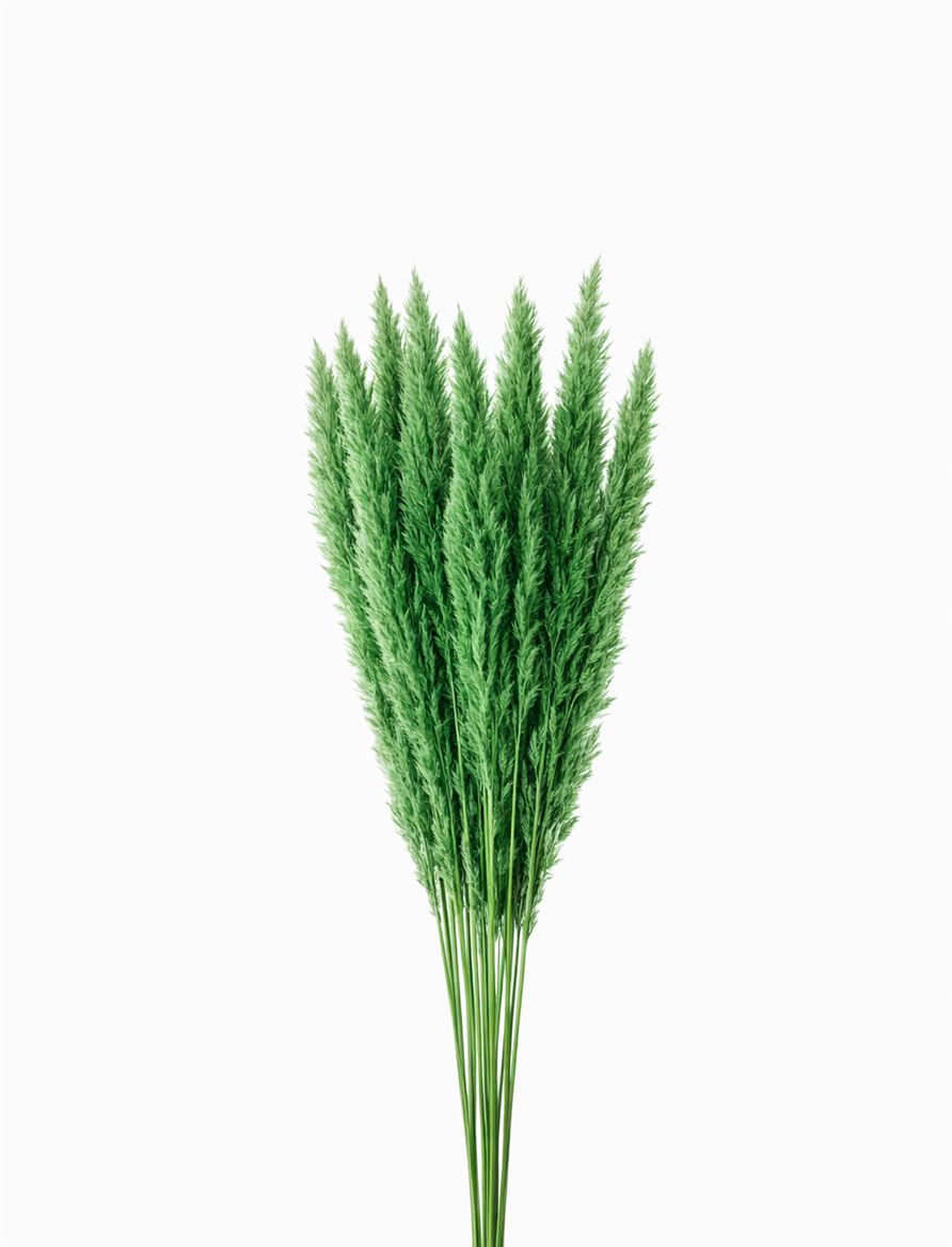 Dried Fluffy Pampas Light Green Bunch