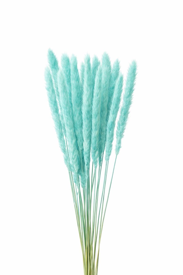 Dried Fluffy Pampas Light Blue Bunch