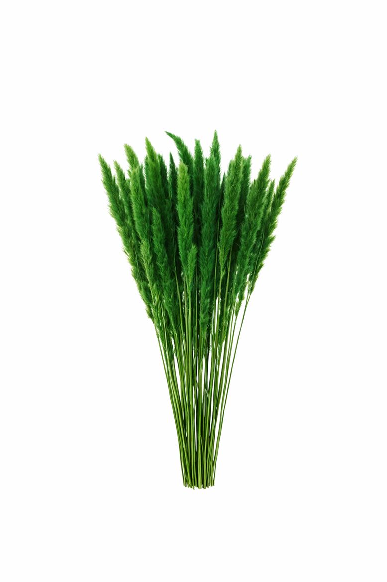 Dried Fluffy Pampas Moss Green Bunch